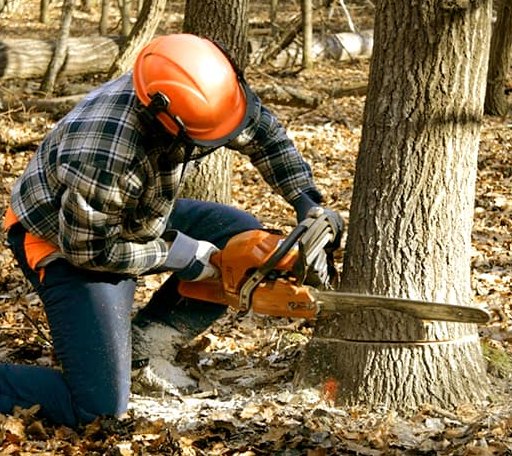 Tree Removal in Sinks Grove, WV